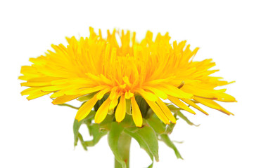 Wall Mural - Yellow Dandelion (Taraxacum Officinale) Flower