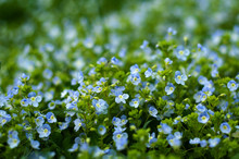 Field Of Blue Flowers.Blue Small Wildflowers. The View From The Top. Fresh Small Light Blue Flowers (forget-me-not) At The Daylight. Small Soft Blue Veronica Persica Flowers Grow In Spring Outdoors.