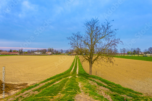 really-saturated-landscape-with-a-central-tree-without-leaves