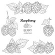 Vector set with outline Raspberry bunch, berry, flower and leaves in black isolated on white background. Composition with raspberry fruits in contour style for summer design and coloring book.