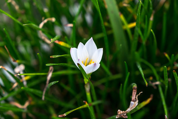 white flower and green leaves