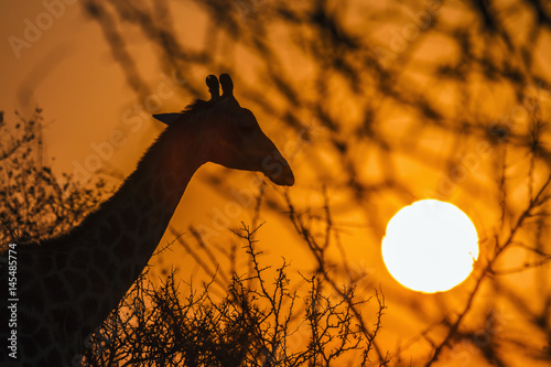 Vászonkép Giraffe in Kruger National park, South Africa