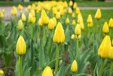 Fototapeta Tulipany - Tulips in the park