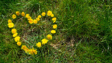 Heart Of Yellow Flowers On A Green Meadow Left