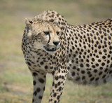 Fototapeta Sawanna - Graceful Cheetah