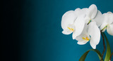 Fototapeta Tulipany - Beautiful blooming flowers of white orchid. Aquamarine background