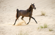 The Arabian Stallion Rushes Through The Desert