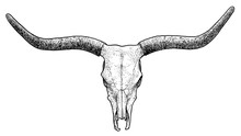 Bull Skull Illustration, Drawing, Engraving, Ink, Line Art, Vector