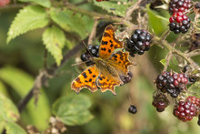 A Comma Butterfly Feeding On Autumn Fruits Of A Bramble (blackberry) Bush.