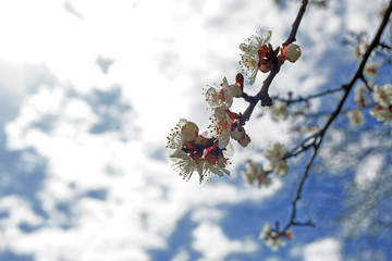 Sticker - Blossoming of cherry flowers in spring time against blue sky, natural seasonal background