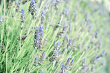 Fototapeta Lawenda - Purple lavender flowers