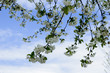 © simonnamoya - spring , sun, blue sky, the tree bloomed