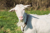 Fototapeta  - Goat white on a meadow