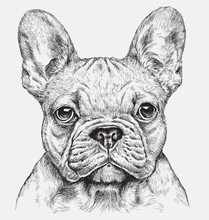 Highly Detailed Hand Drawn French Bulldog Vector Illustration