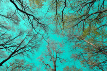 Tree Branches Against The Backdrop Of Unusual Turquoise Sky