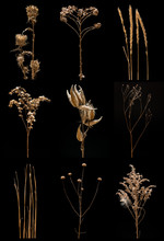 Dried Prairie Plant Still Life Collage