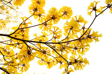 Wall Mural - Tabebuia chrysotricha yellow flowers