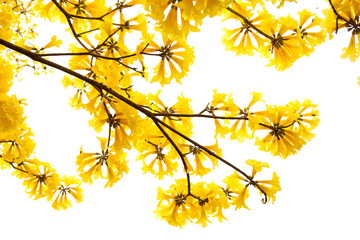 Wall Mural - Tabebuia chrysotricha yellow flowers