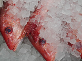 Red snapper