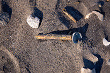 Closeup Photo Of Assorted Shells And Driftwood Pieces On Dark Sand From A Florida Beach