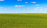 Fototapeta Do pokoju - sky and grass (ground), background