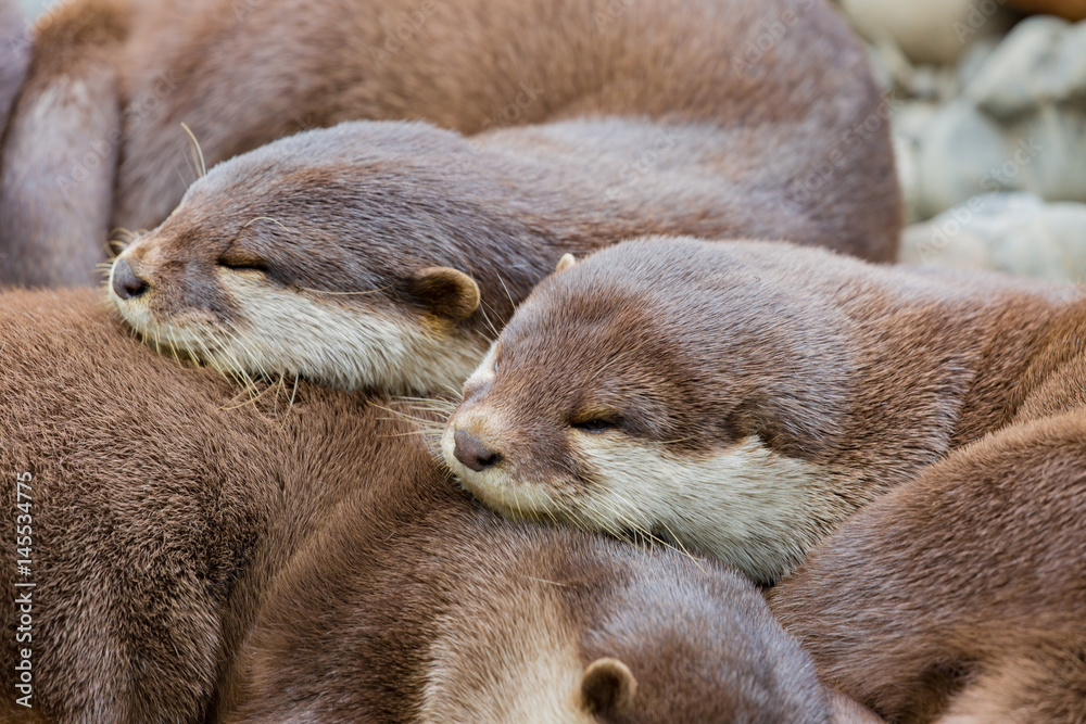 Otter Beim Schlafen Stock Photo Adobe Stock Otter Beim Schlafen Stock Photo Adobe Stock