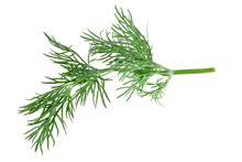 Fresh Green Dill Isolated On White Background