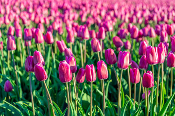 Wall Mural - Dark pink colored tulips from close