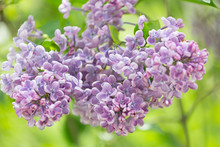 Branch Blossoming Lilac Closeup