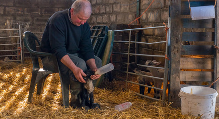 Hand feeding baby lambs who lost their mothers with bottled milk