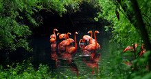 A Group Of Pink Flamingos Play In The Water And Are In A Fantastic Location