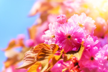 Cherry tree blossom in spring garden