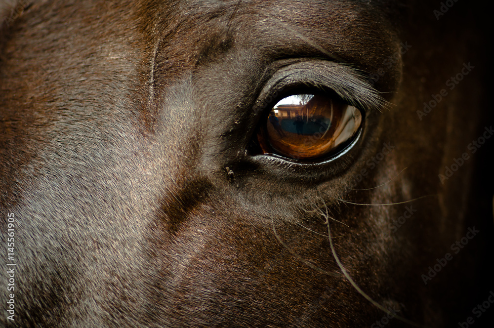 Auge eines schwarzen Pferdes Nahaufnahme - obrazy, fototapety, plakaty 