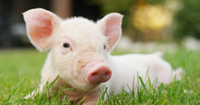 Pig Cute Newborn Standing On A Grass Lawn. Concept Of Biological , Animal Health , Friendship , Love Of Nature . Vegan And Vegetarian Style . Respect For Nature .