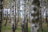 Fototapeta Lawenda - Beautiful natural panoramic landscape - summer birch grove in the evening diffused sunlight. Yellow birch forest, late autumn. Trunks of birch trees black and white