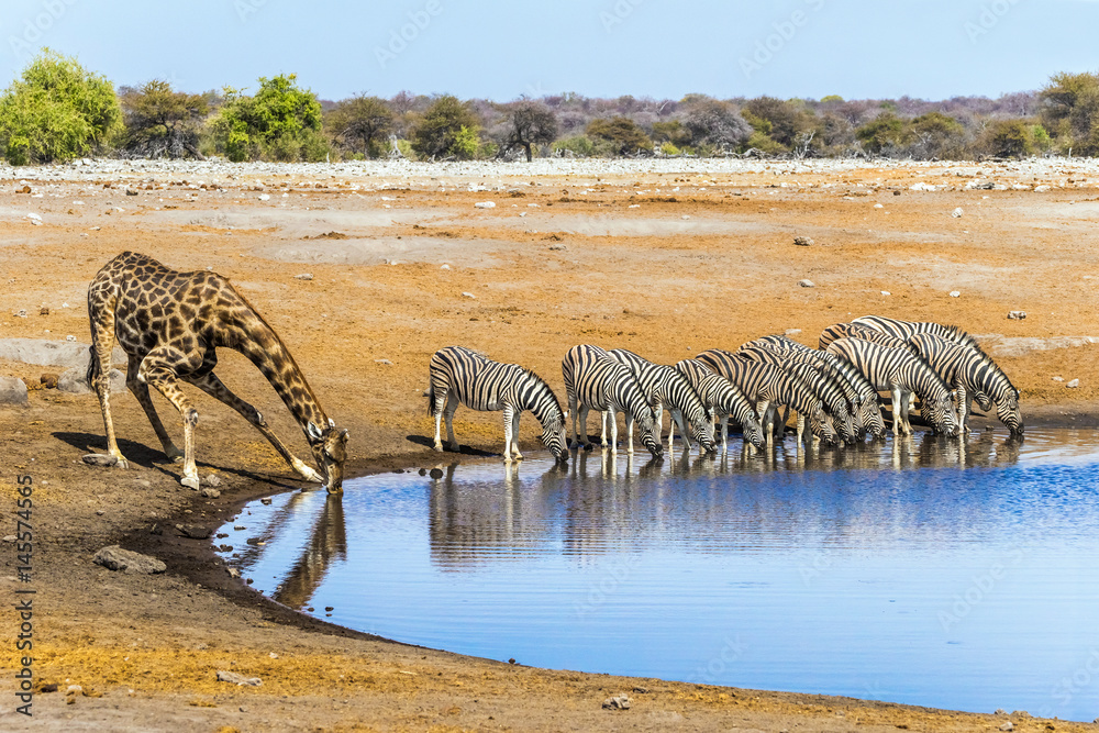 Giraffe and zebras drinking at Chudop waterhole in Etosha national park, Namibia/