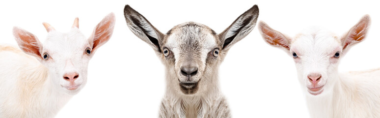 Wall Mural - Three  goat, closeup, isolated on a white background