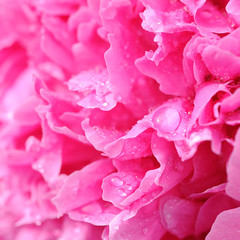 Poster - Beautiful Pink Peony Flower With Water Drop Macro