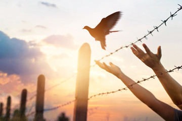Canvas Print - Woman hands frees the bird above a wire fence barbed