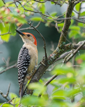 Red-bellied Woodpecker In Tree