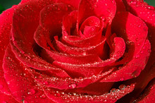 Beautiful Red Flower With Dew Drops On Top. Bright Red Rose Background. Rose Top View.