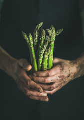 Bunch of fresh seasonal green asparagus in dirty man' s hands, selective focus. Gardening and local farmer' s market concept