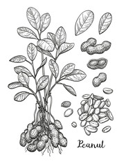 Wall Mural - peanut big set.