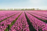 Light pink colored tulip flowers in long converging flower beds at a Dutch bulb nursery