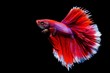 © rsukawat1519 - Siamese Fighting Fish