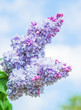 Blooming varietal selection double bluish lilac (Syrínga). The Sort Of 
