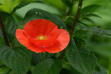 Fototapeta Maki - Red Oriental Poppy