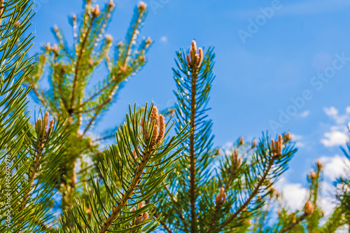 Fotografia, Obraz Young pine branches with buds against the blue sky