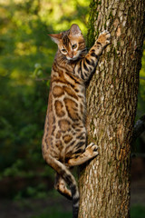 Wall Mural - Bengal Cat climbs on tree, Nature green background