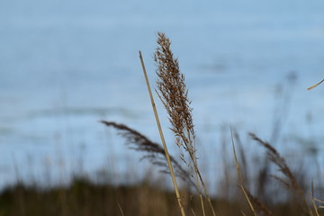 reeds 2